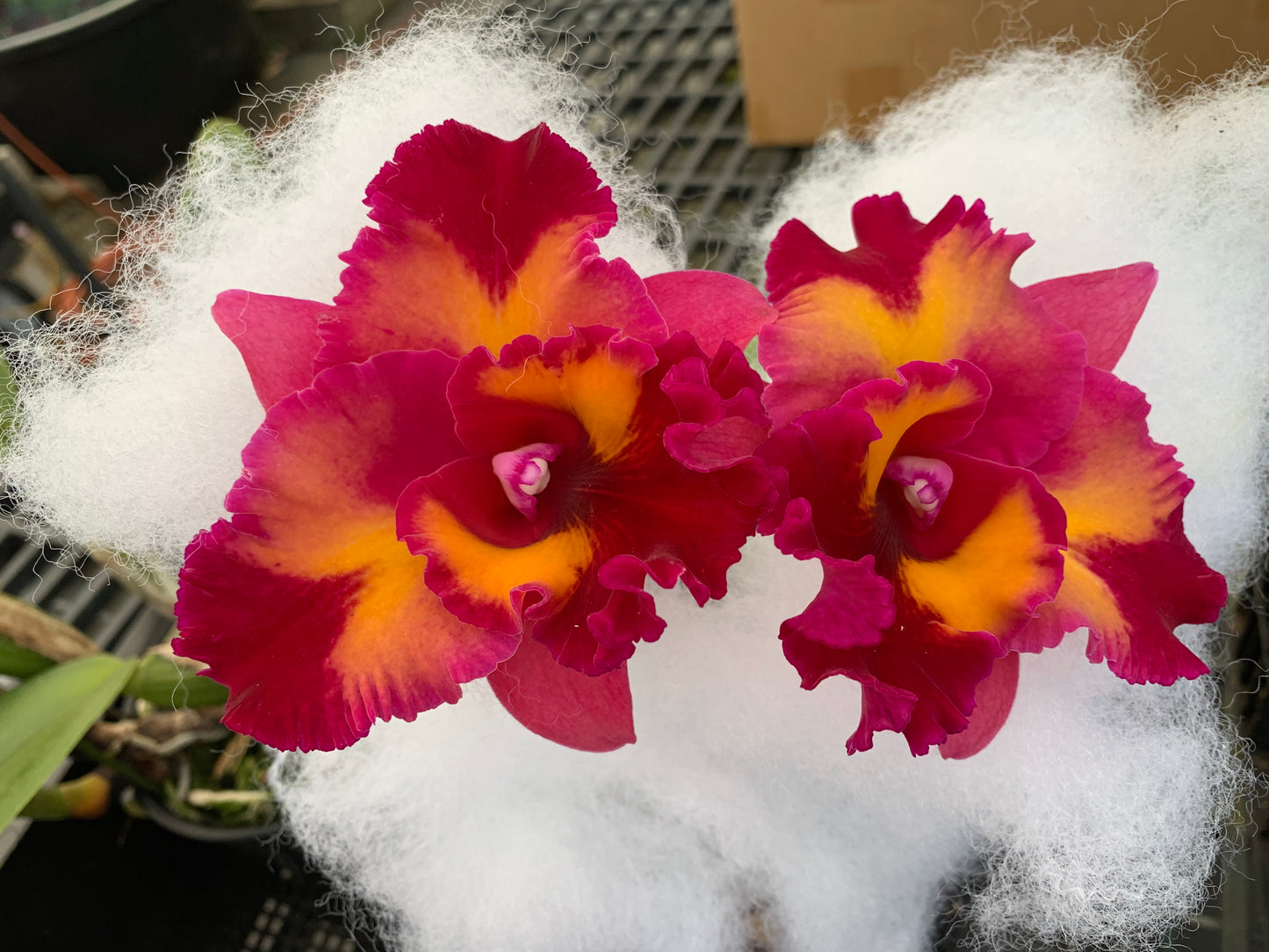 Rlc. Paradise King 'Shogun Hawaii' - Non Bloom