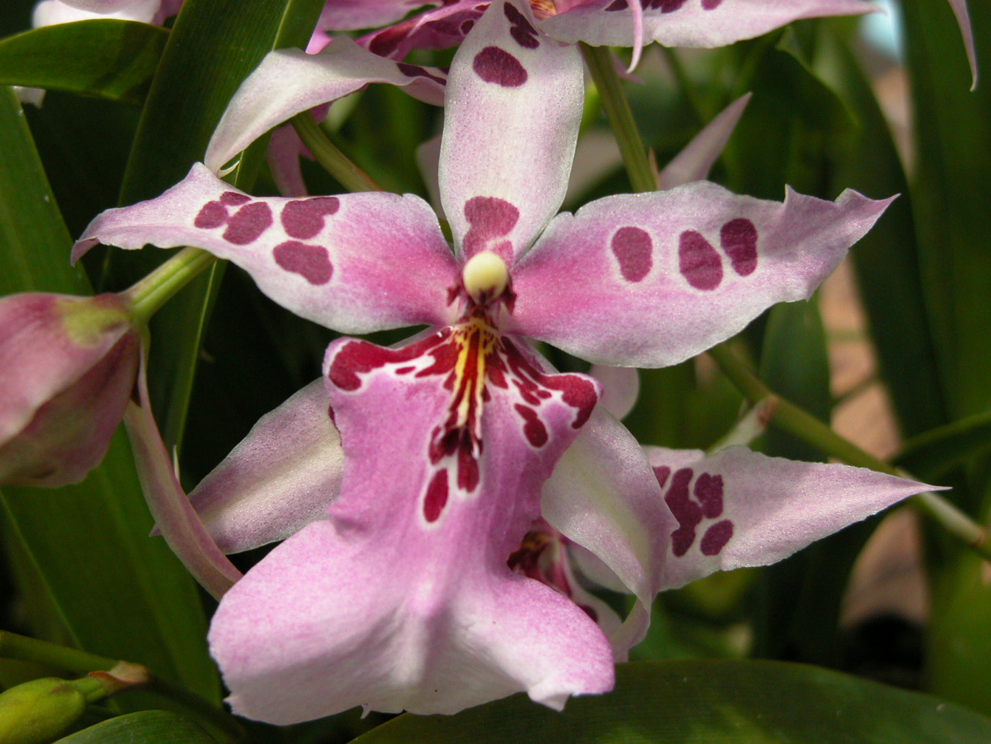 Bllra. Peggy Ruth Carpenter 'Morning Joy'