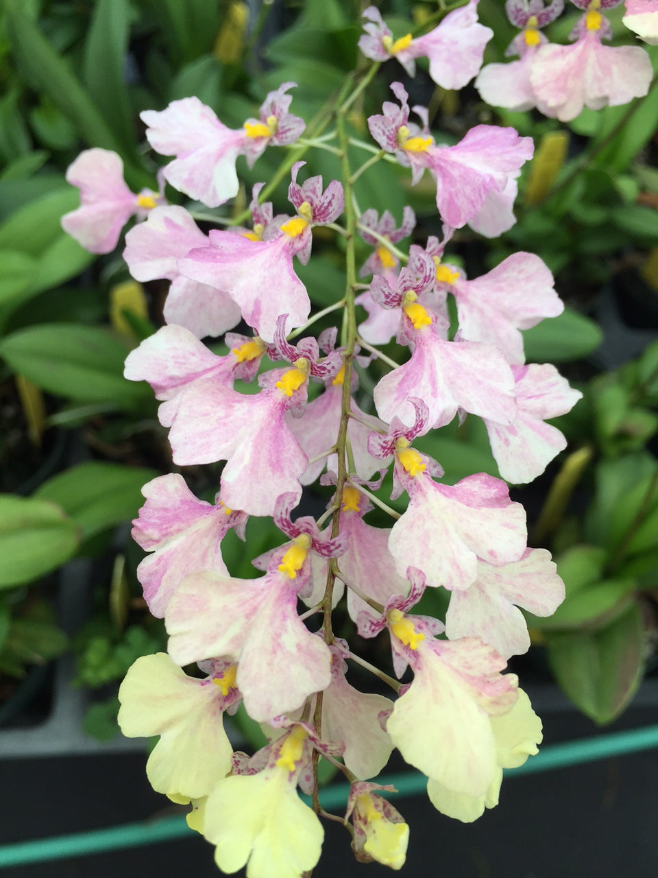 Incdm. Popcorn 'Highlands'