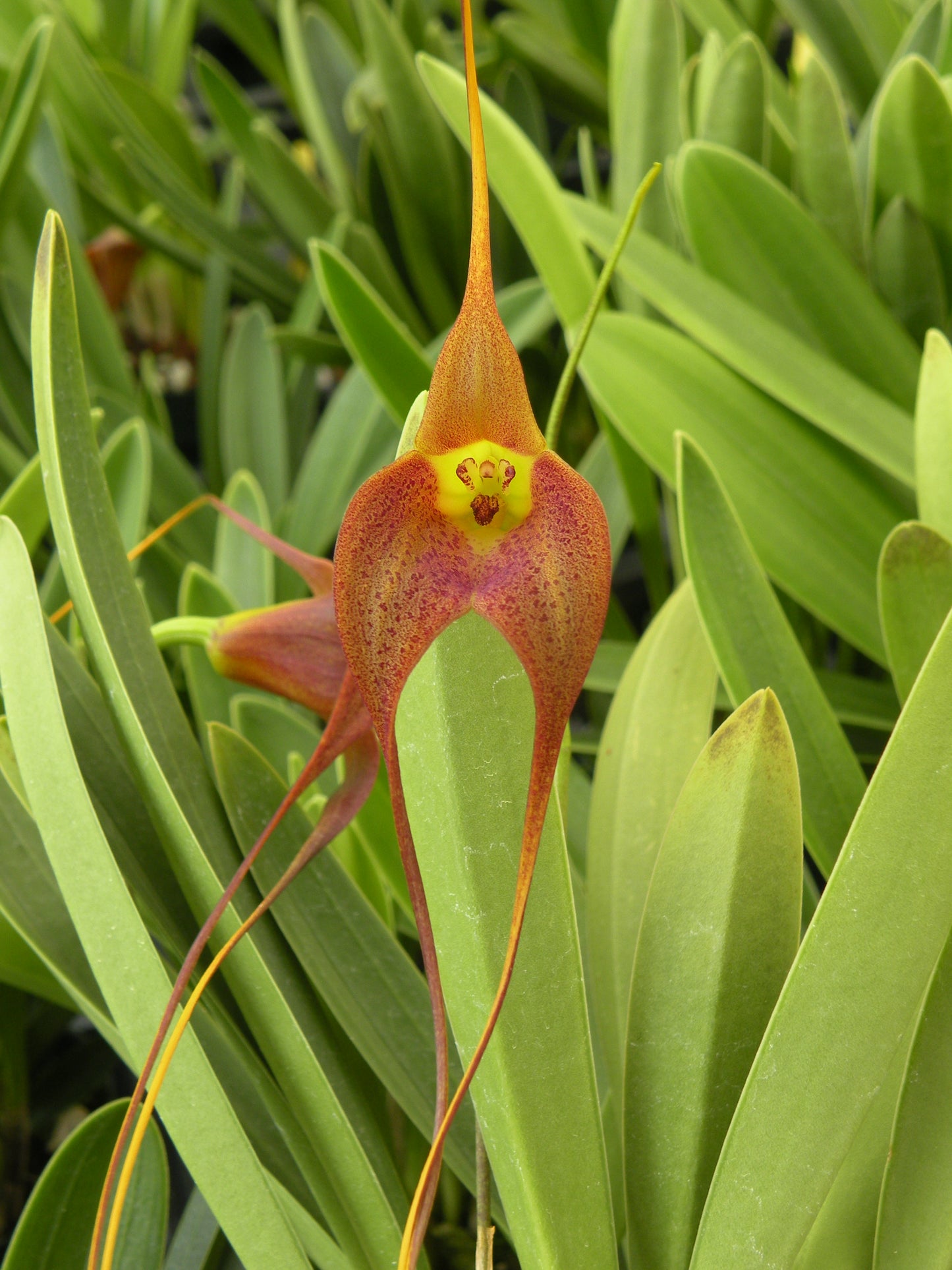 Masd. Memoria Aaron Jackson- Blooming Size