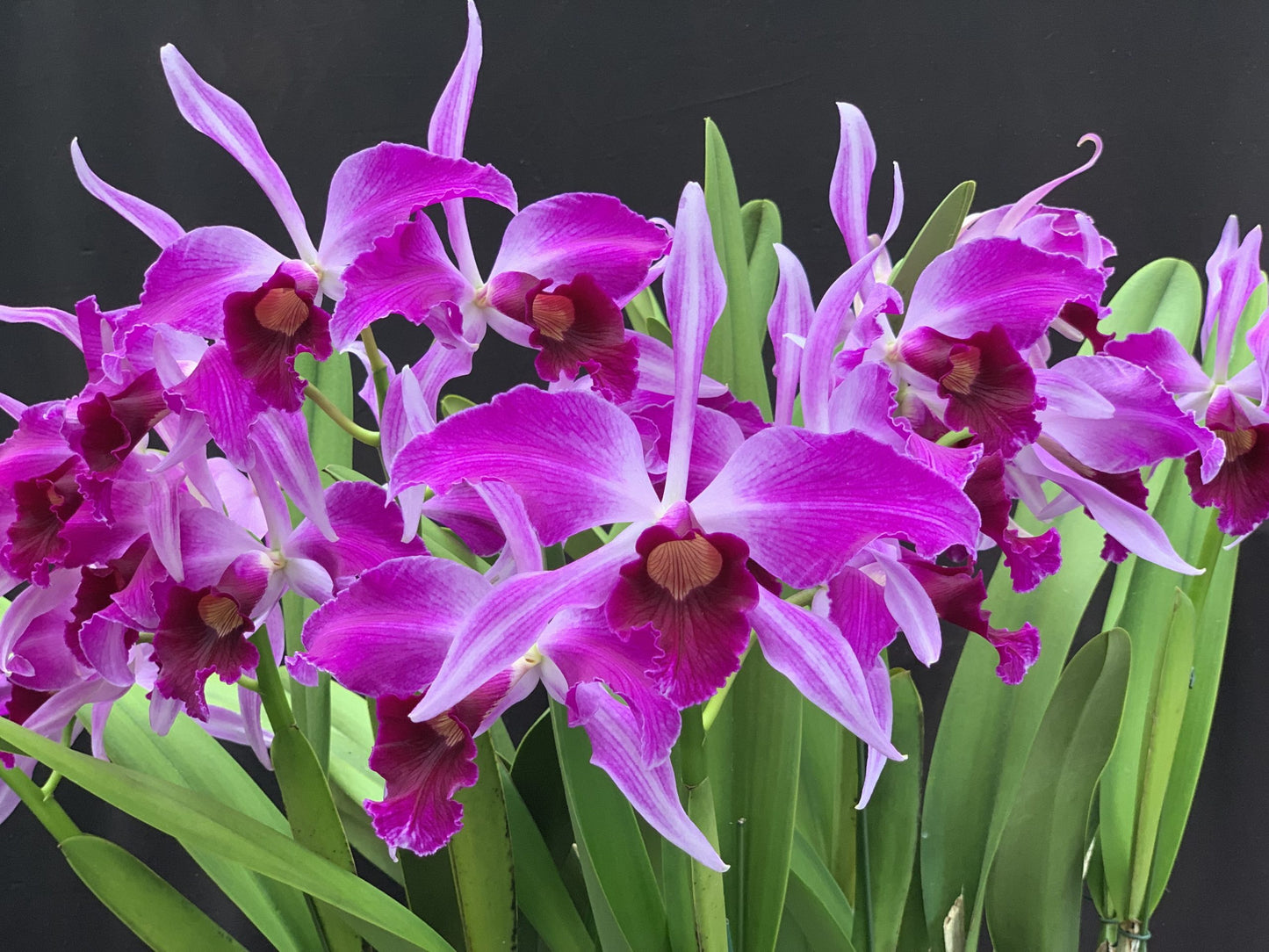 L. purpurata flamea 'Glen Barfield'- Blooming Size