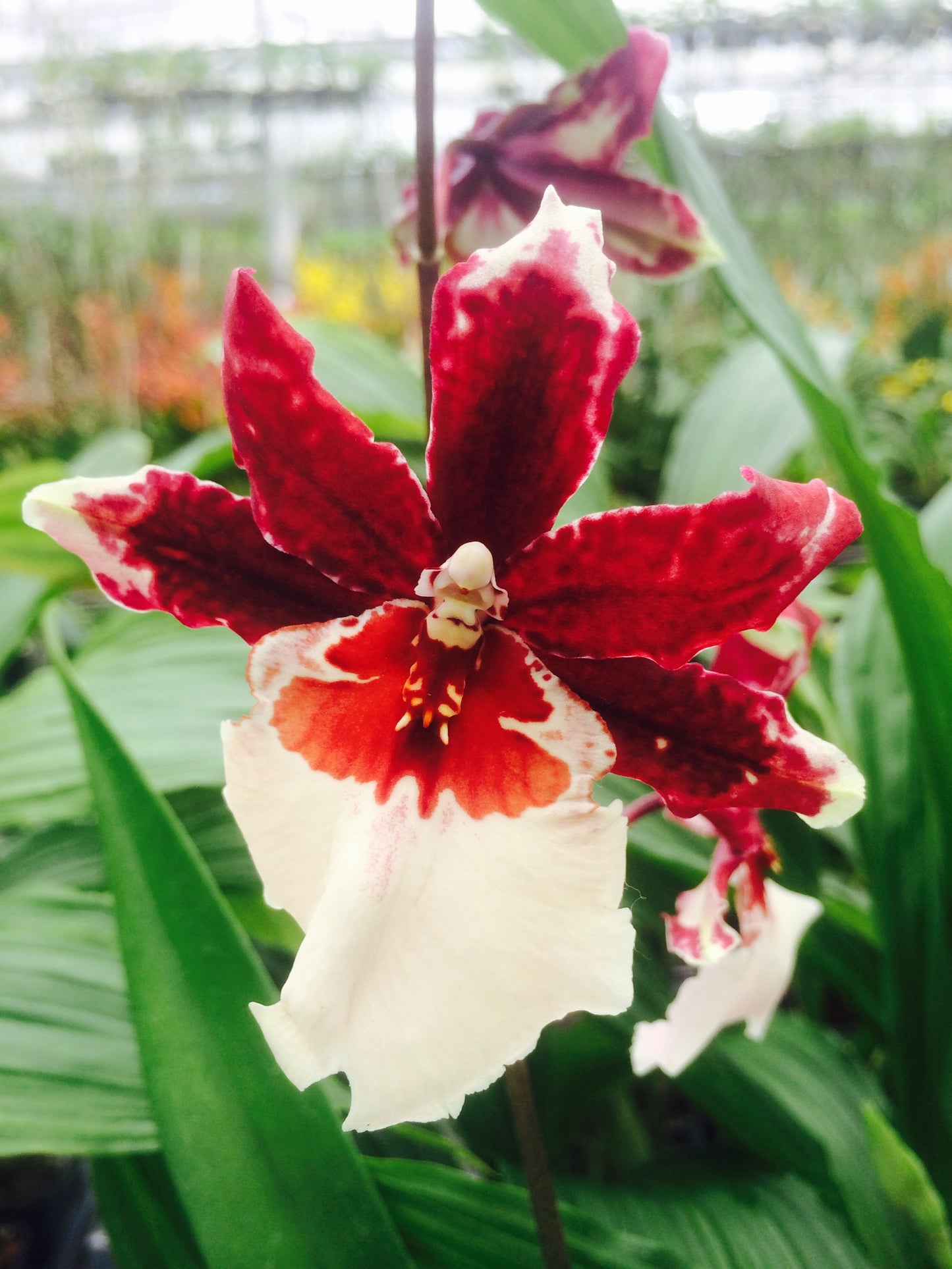 Mtdm. Red Brick Road 'Arbec'