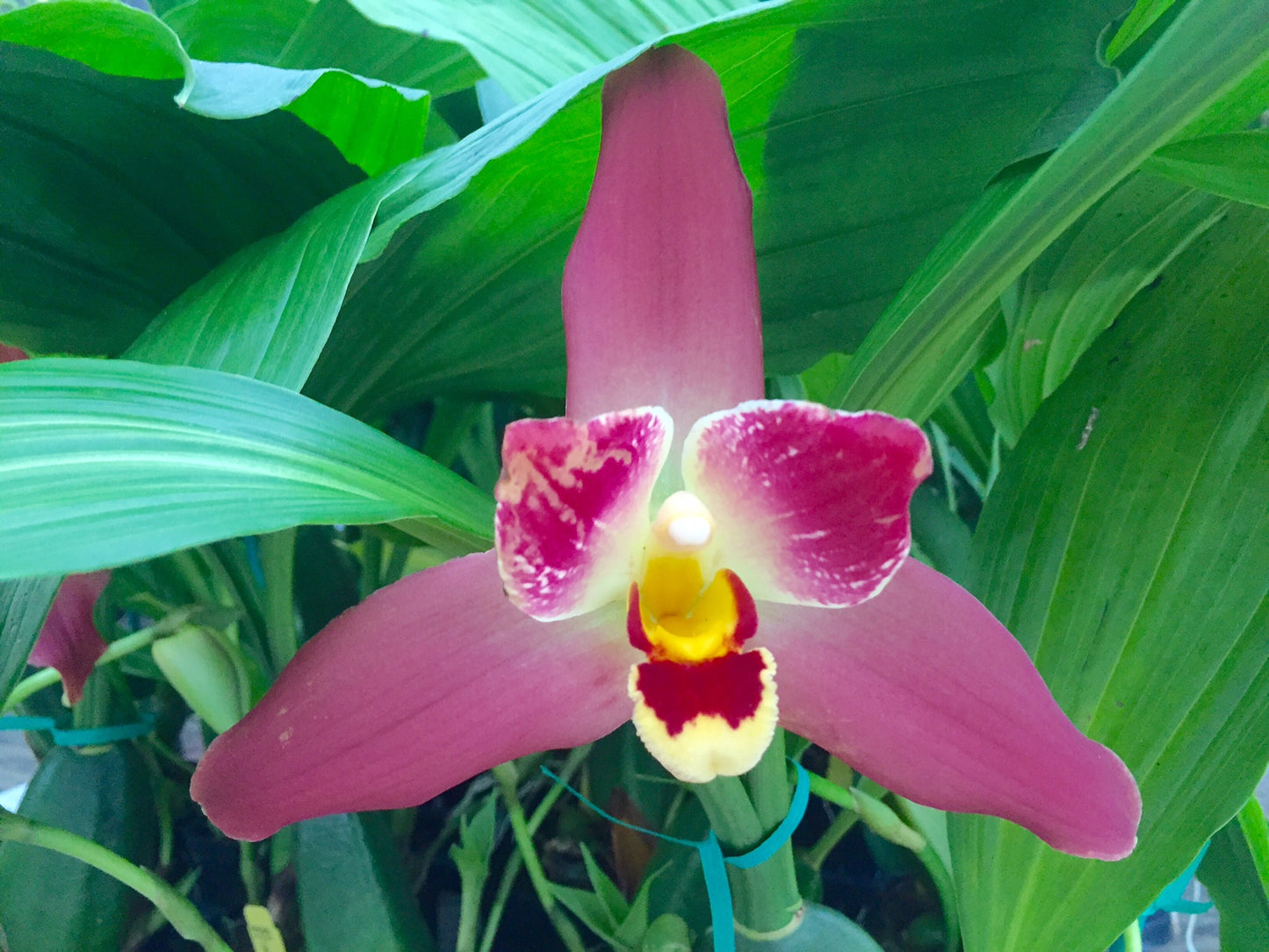 Lysudamuloa Red Jewel