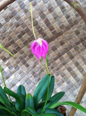 Masd. Redwing -Blooming Size