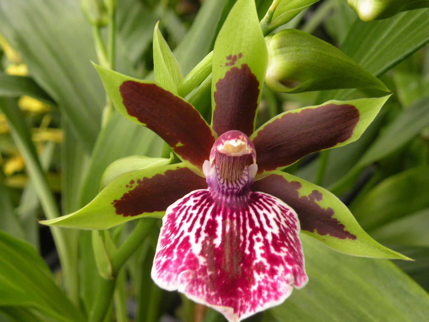Zyglm. Luisendorf 'Rhein Clown' (with a Green Eco-Pot)
