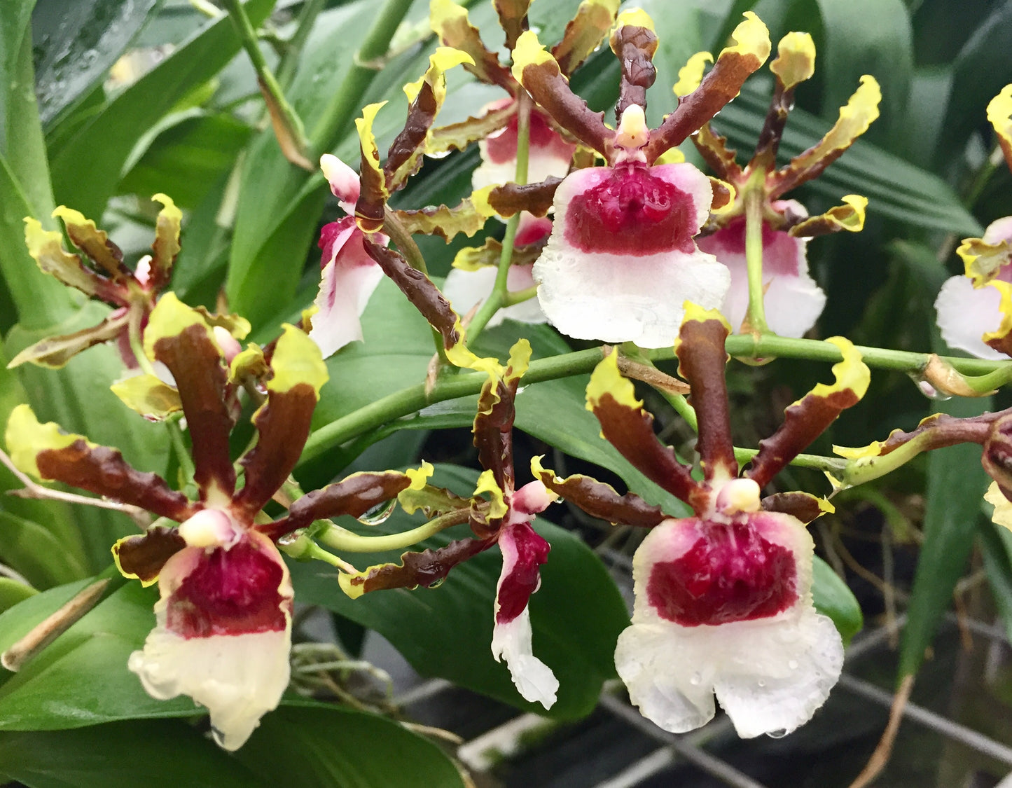 Mtdm. Ron Ripling Delight - Non bloom