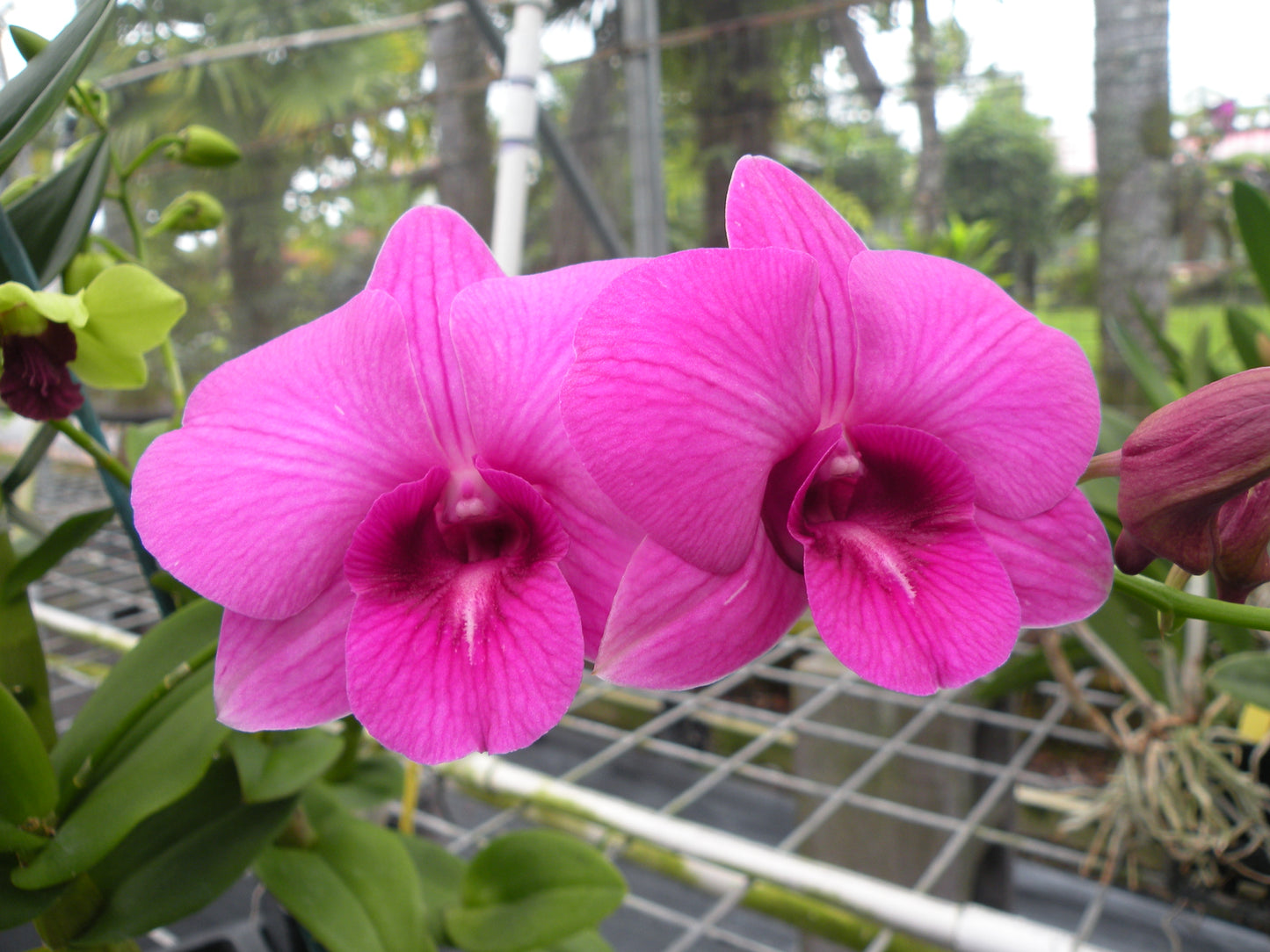 Den. Salaya Medy Stripe with Pink Eco Pot (Retail Orders)