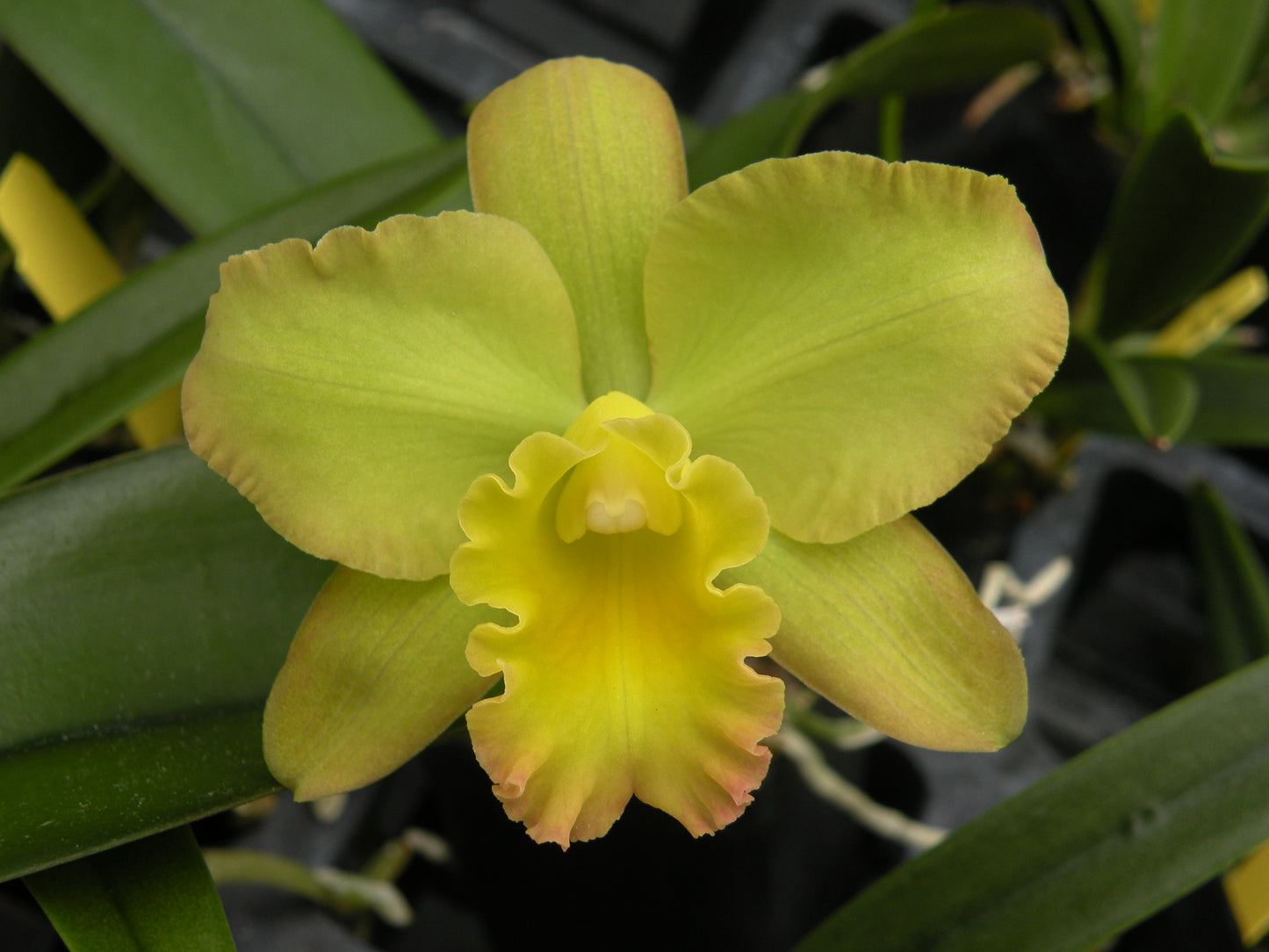 Potinara Sanyo Butterfly 'Parkside' AM/AOS