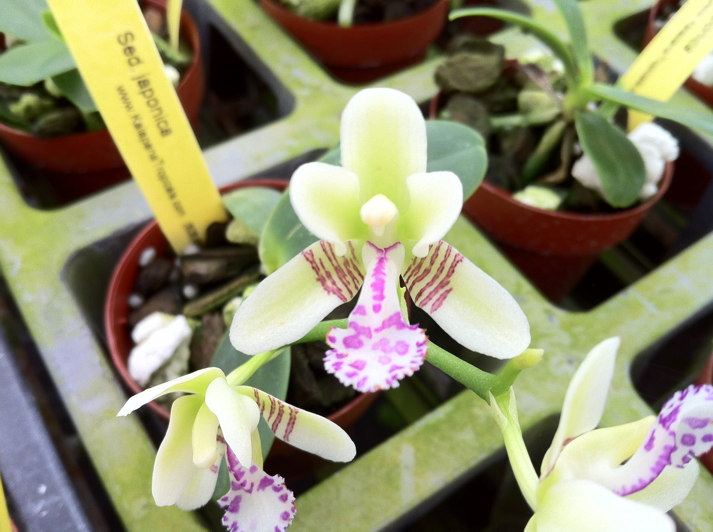 Sedirea japonica