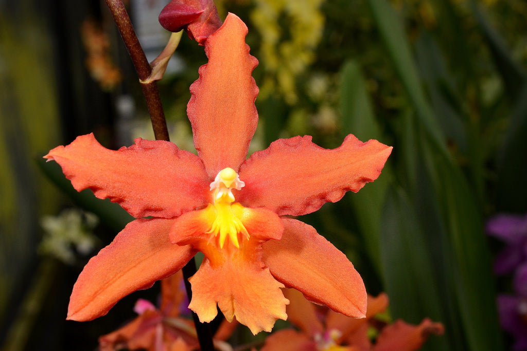 Wils. Siamese Red 'Jamaica Nice' with a Red Eco-pot (Retail Only)