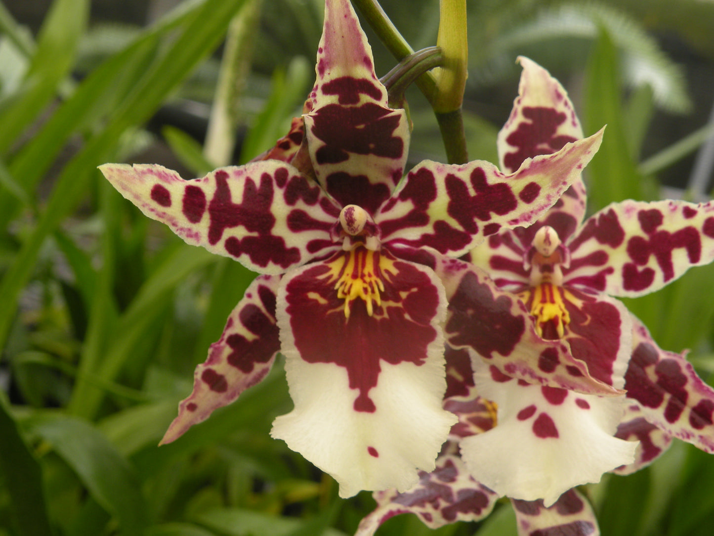 Bak. Silver Chalice 'Truth'
