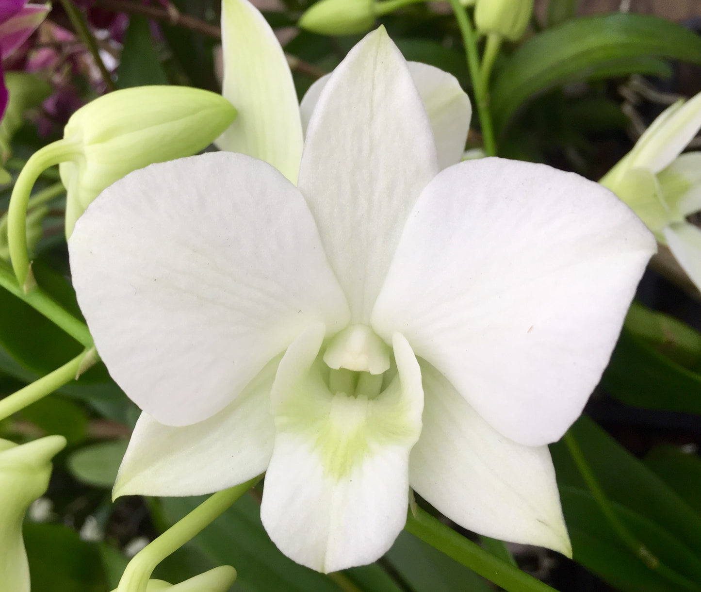 Den. Edfran's Gem 'Snow White'