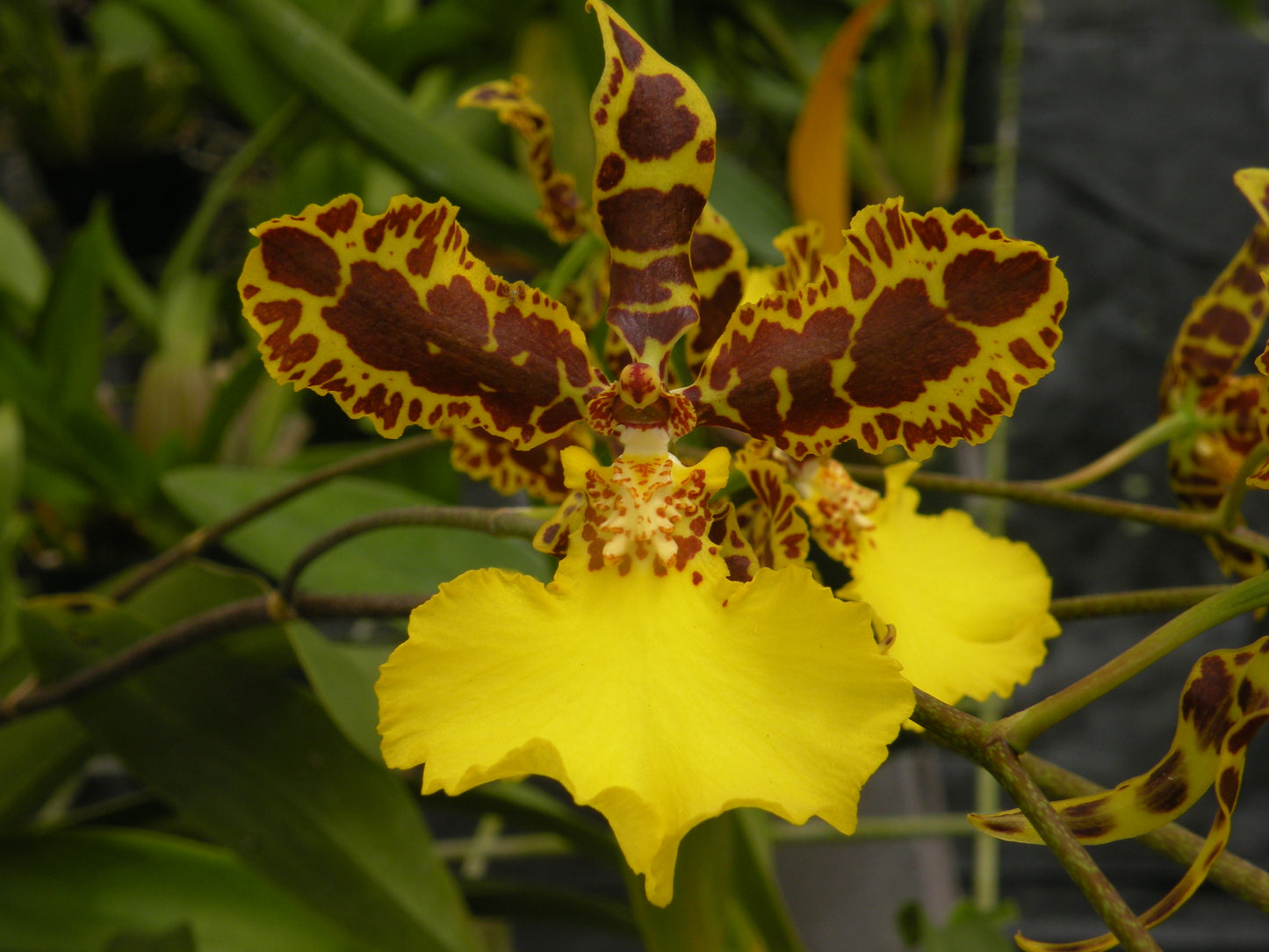 Brsdm. Solar Flare 'Kalapana ' HCC/AOS- Non Bloom