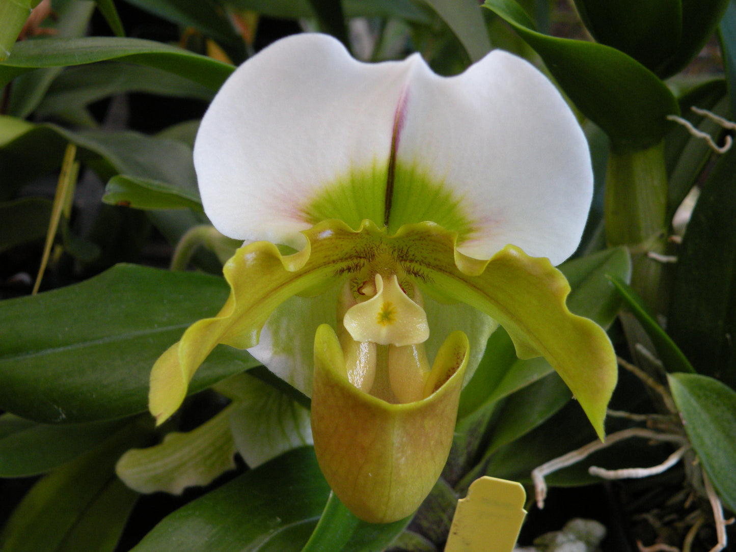 Paph. spicerianum x sib (3" Blooming Size - not in flower)