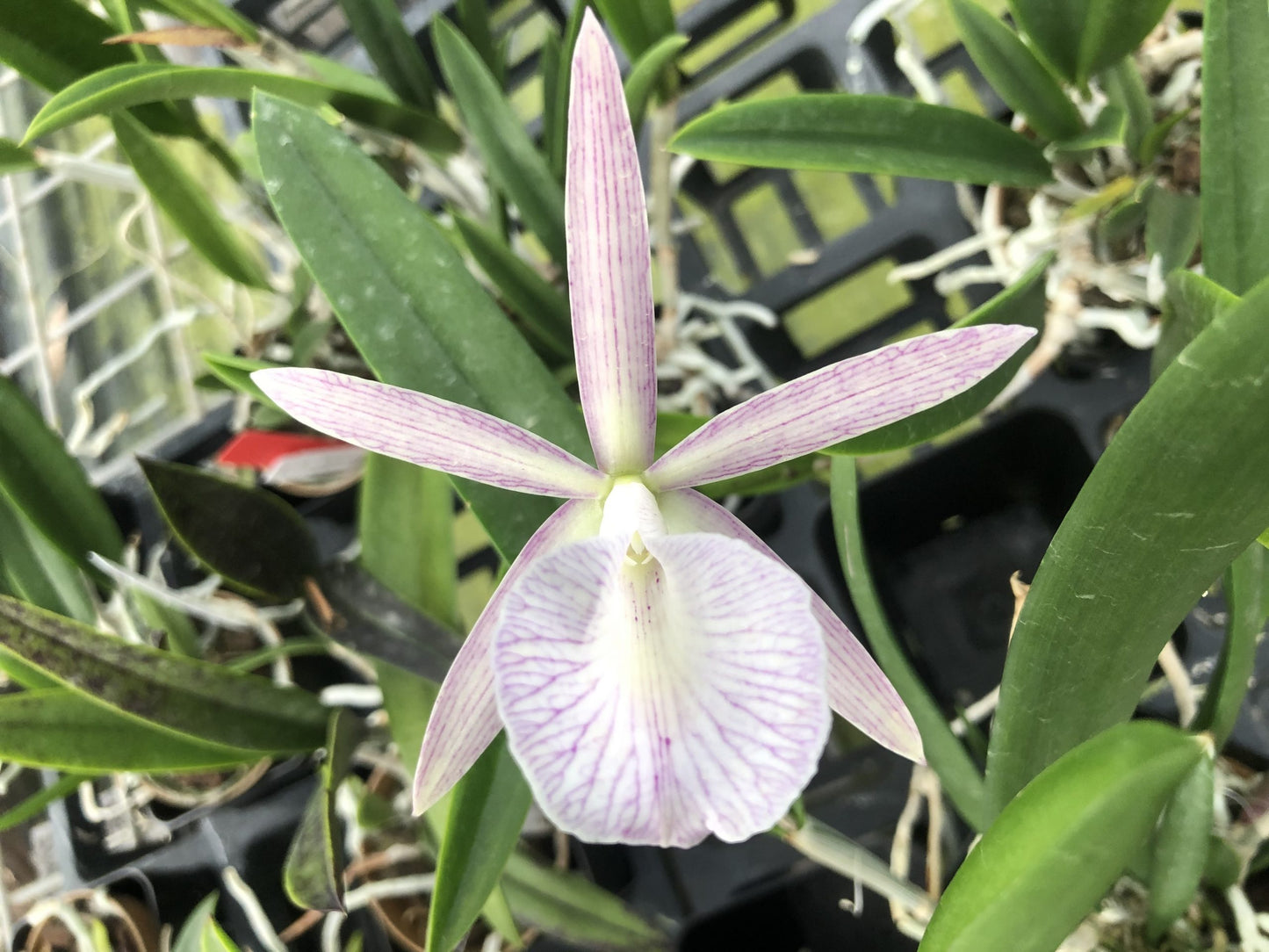 Bc. Spotted Clown- Blooming Size