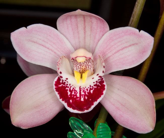 Cym. Street of Gold 'Mana' - in spike