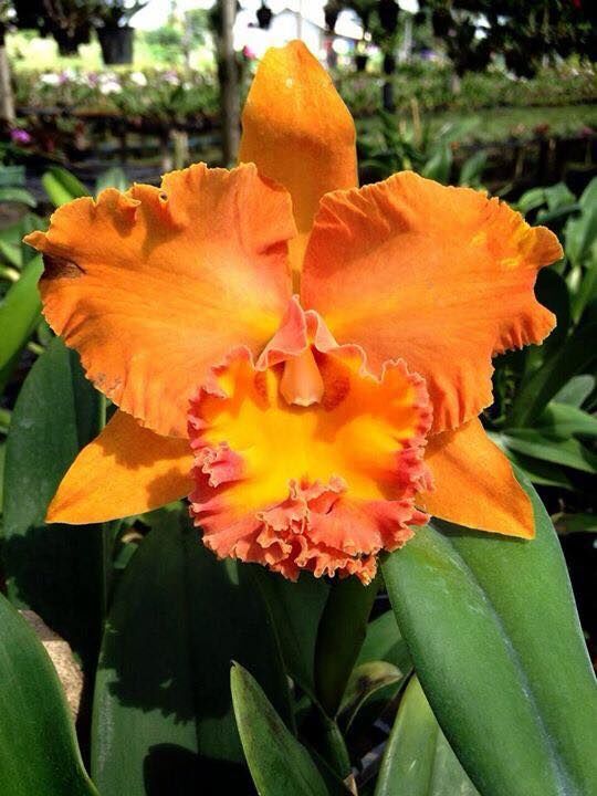Rlc . Suvarnabhumi delight ‘ Salmon Queen’