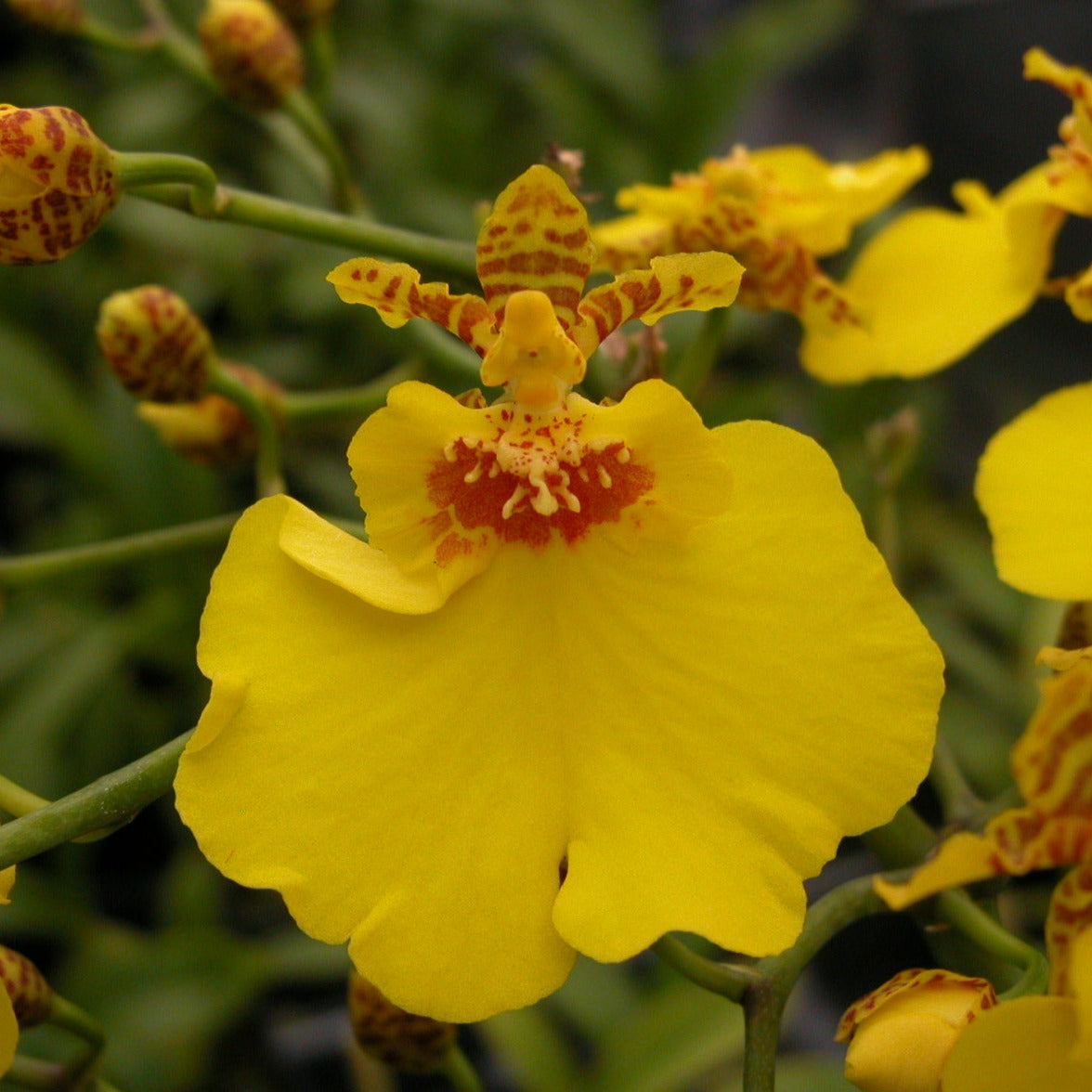Onc. Sweet Sugar 'Kalendar'