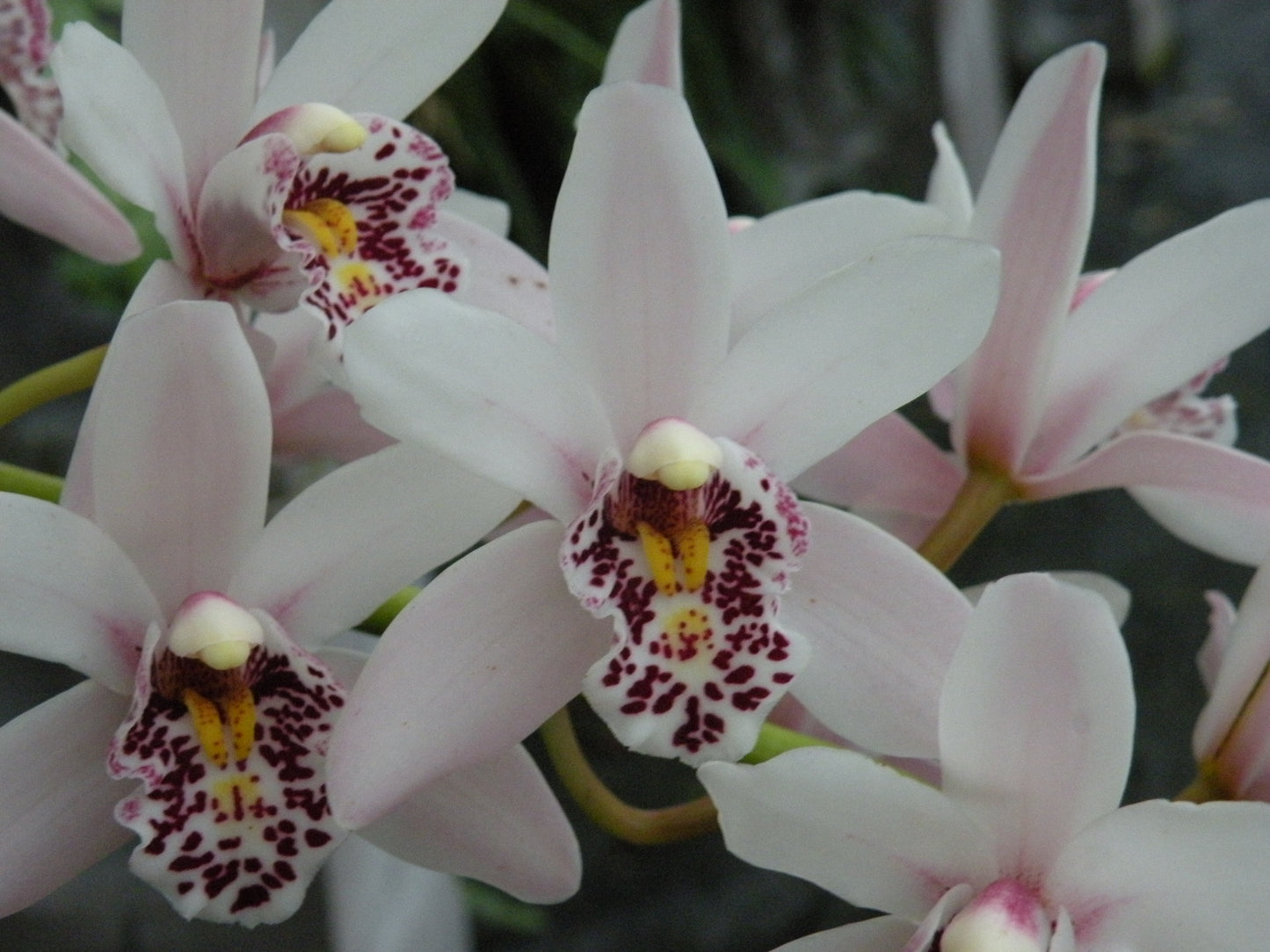 Cymbidium Sweetheart Sensation- Blooming Size