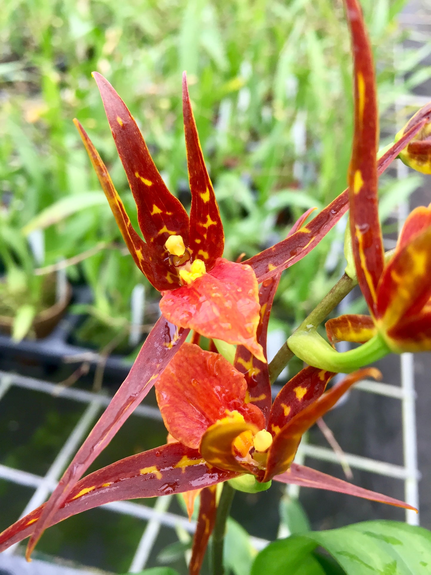 Bst. Tarantula 'Sweet Orange'