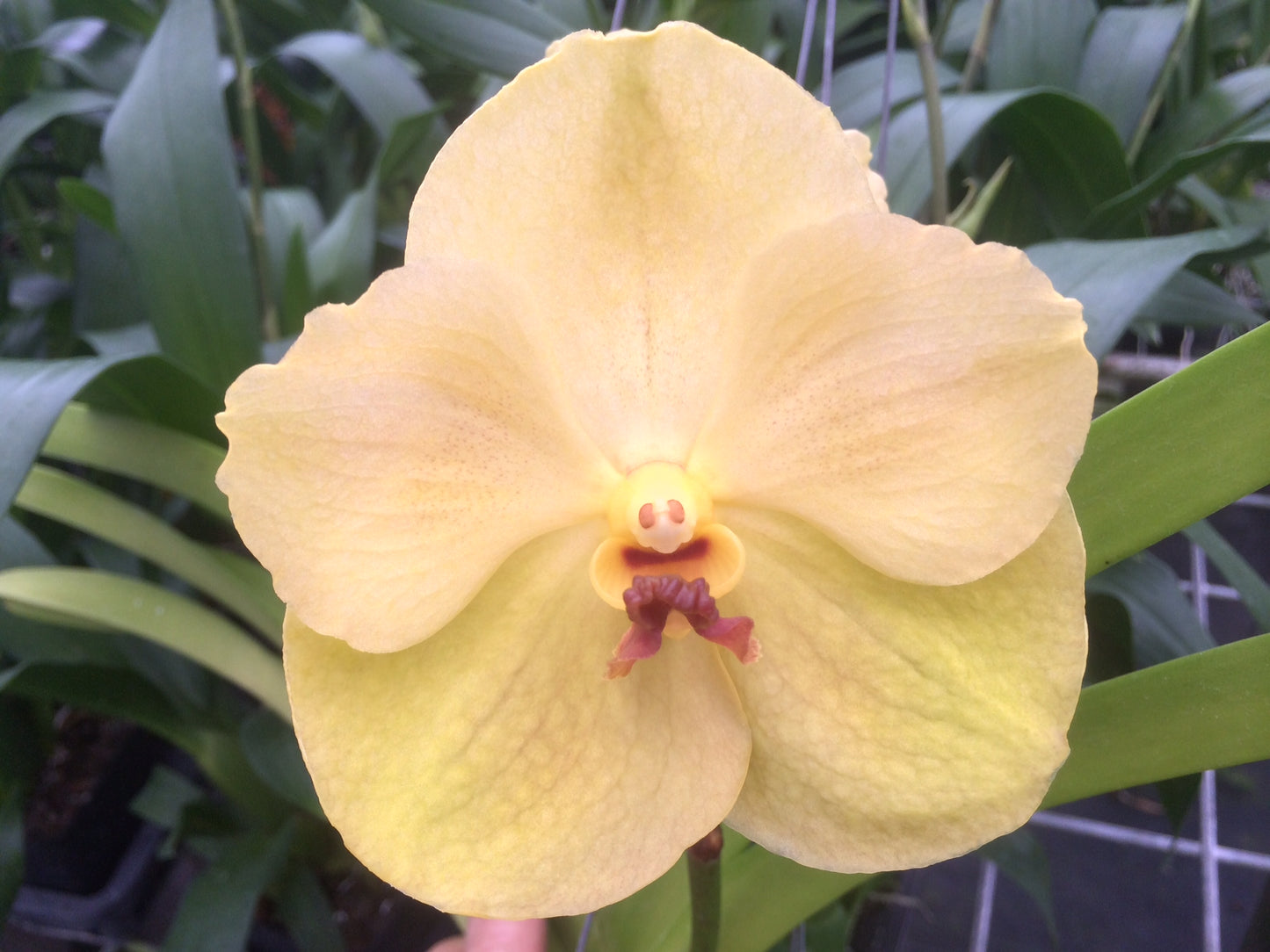 Ascda. Thai Spots 4N x V. Lourdes Apostal