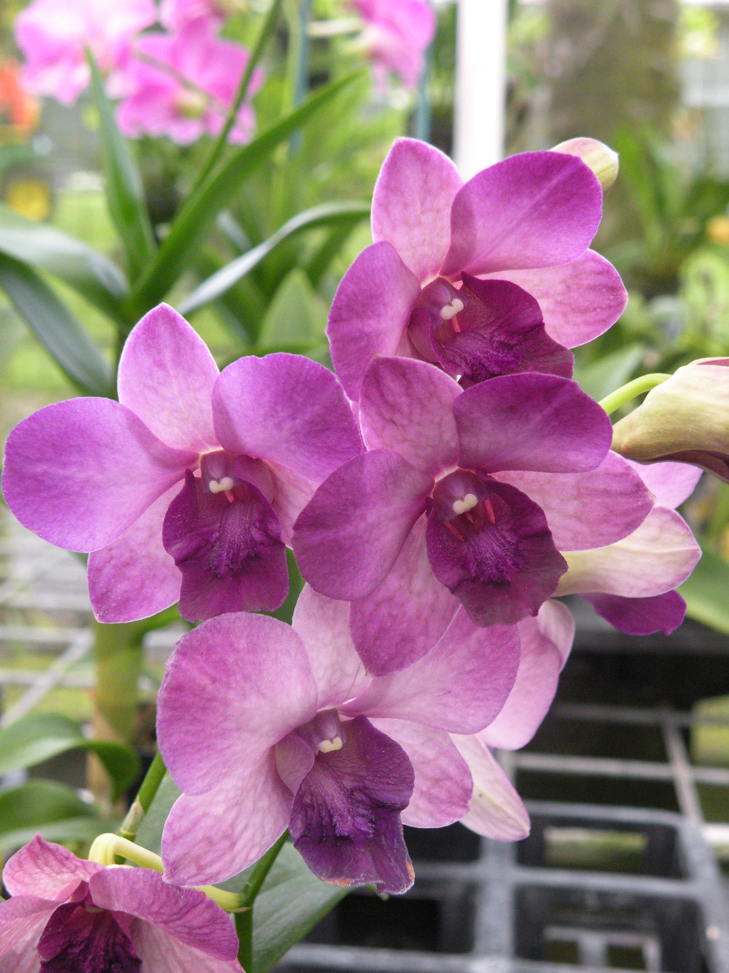 Den. Thanes Blue with a Black Eco Pot for Retail Orders