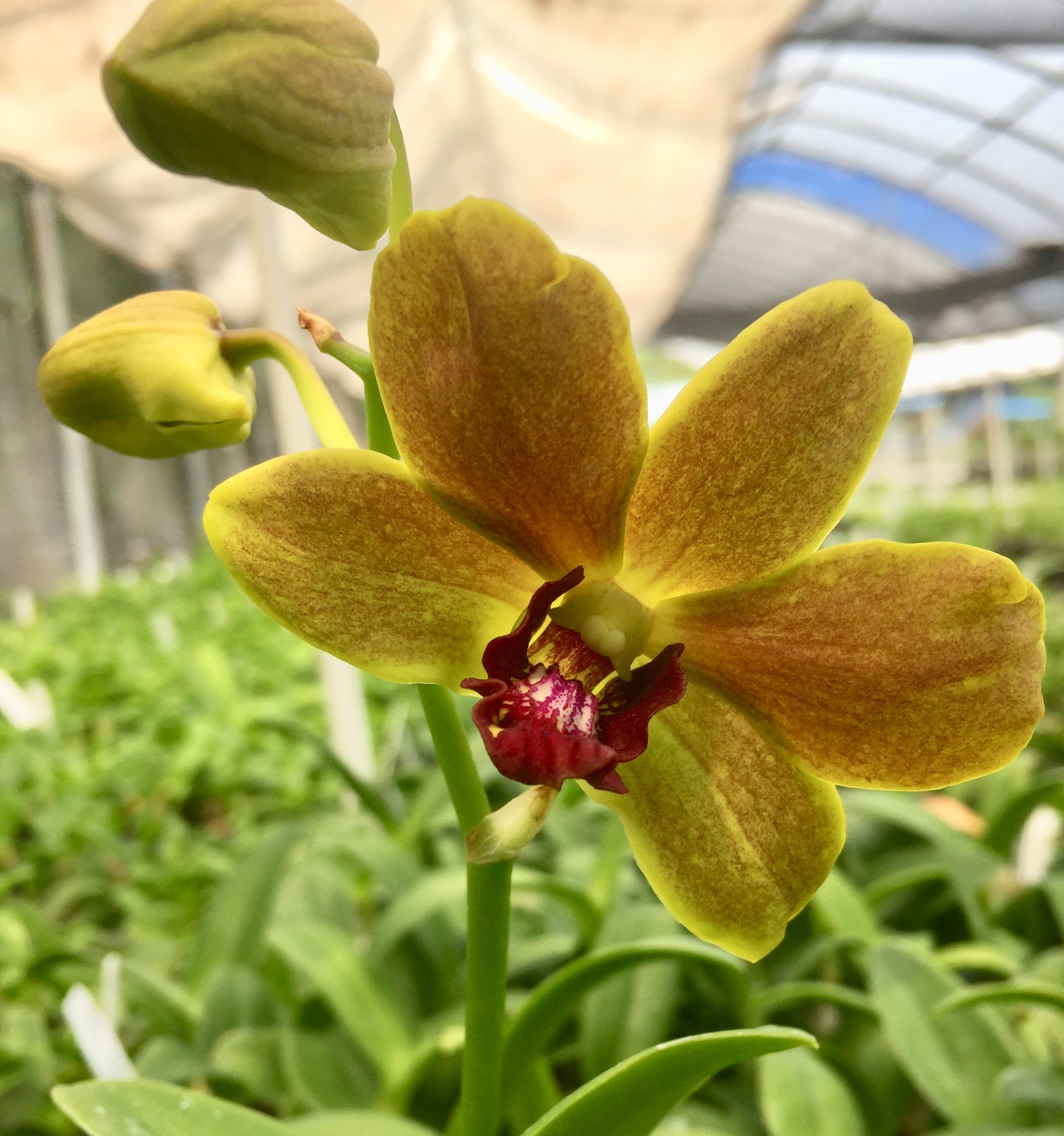 Den. Thongchai Gold 'Toon'