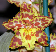 Wils. Tiger Brew 'Pacific Holiday'