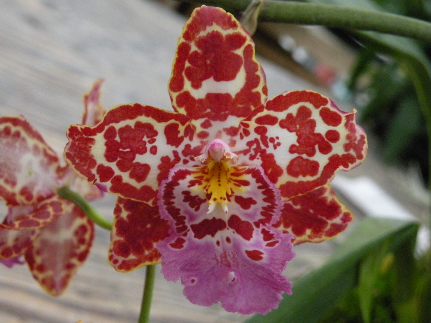 Odcdm. Brennan Scott Barfield 'Mother's Day' with Red Ecopot (Retail Only)