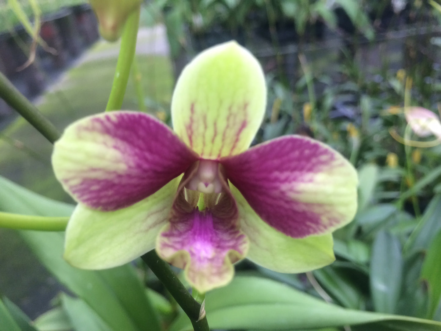 Den.Triple Fantasy with Green Eco Pot (Retail Orders)