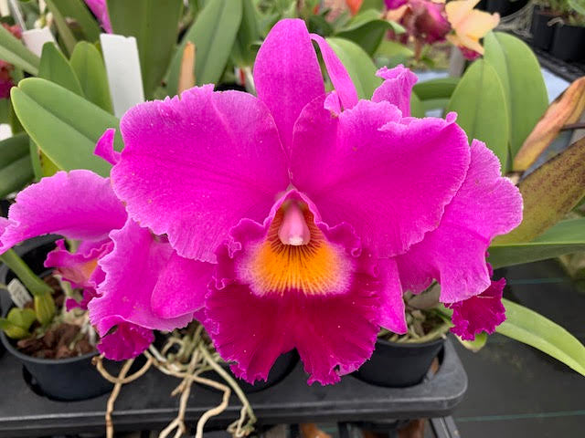 Rlc. Machiko Ogawa x C. Mari's Song- Blooming Size