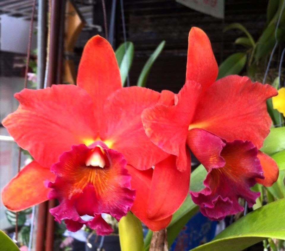 Rlc. Chomthong Fancy x Rlc. Chia Lin