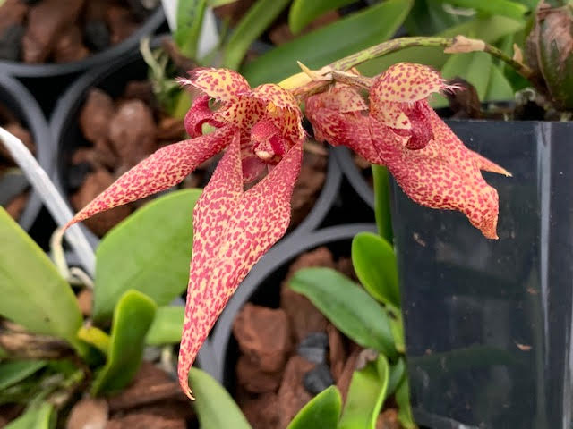 Bulb. Meen Mercury Sandel x (Elisabeth x frostii)