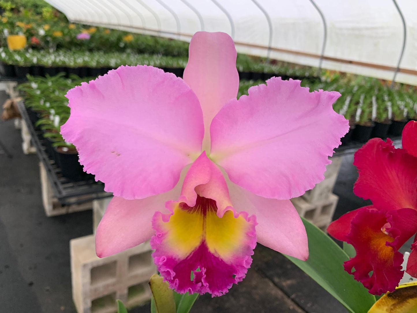 Rlc . Horace ‘Maxima’ x Rlc. Ellen Kobayashi ‘Volcano Queen’