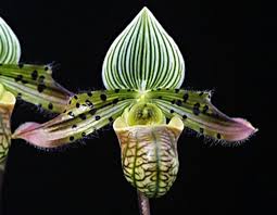 Paph venustum - color form