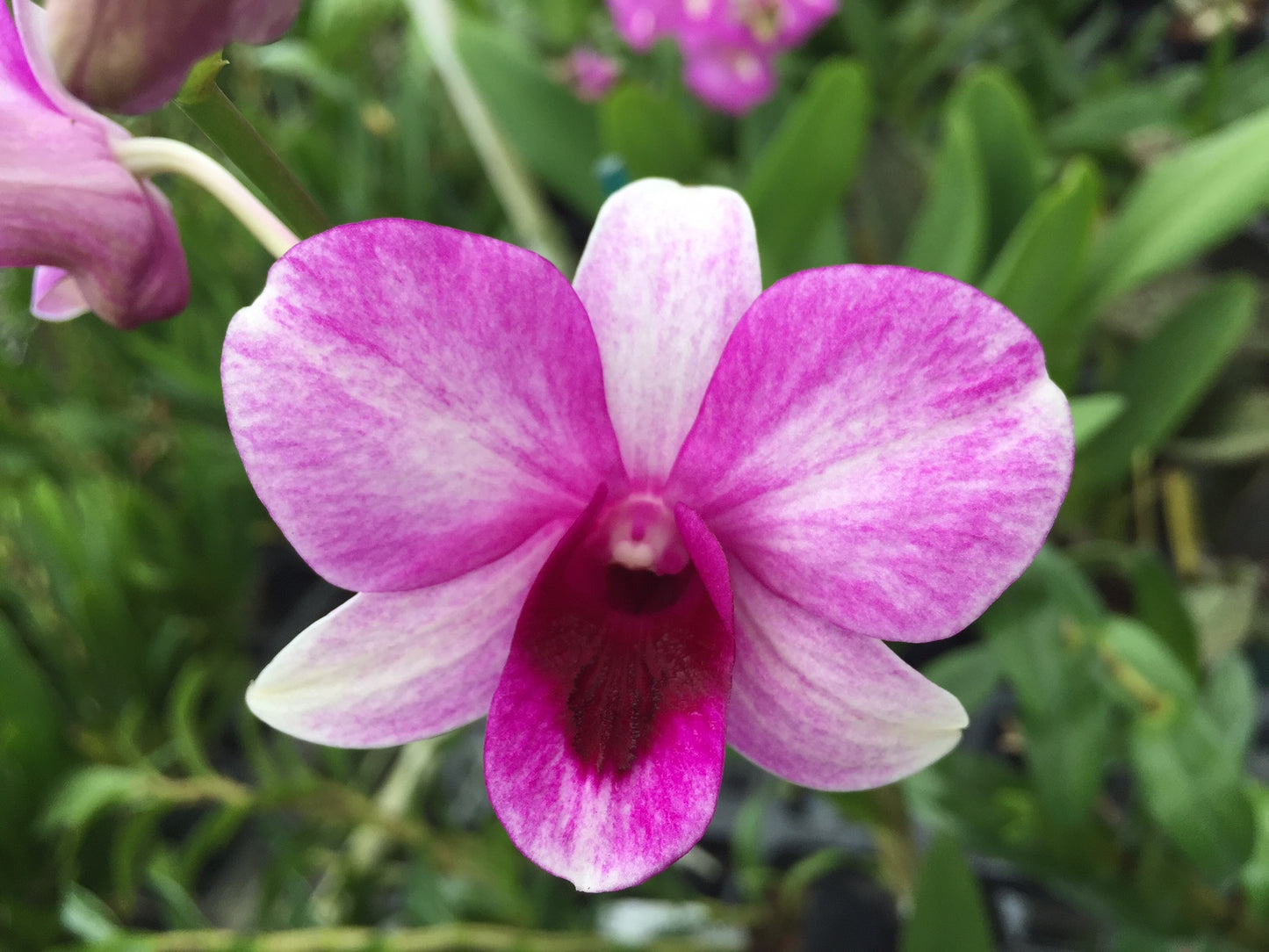 Den.Victoria with Pink Eco Pot (Retail Orders)