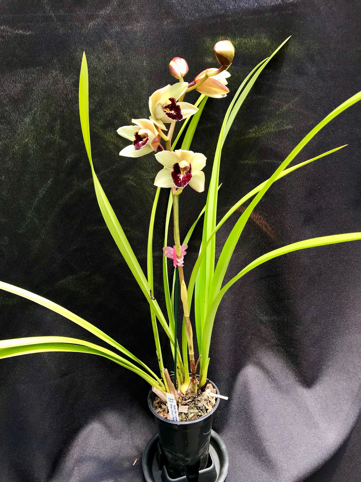 4" Cymbidium in spike
