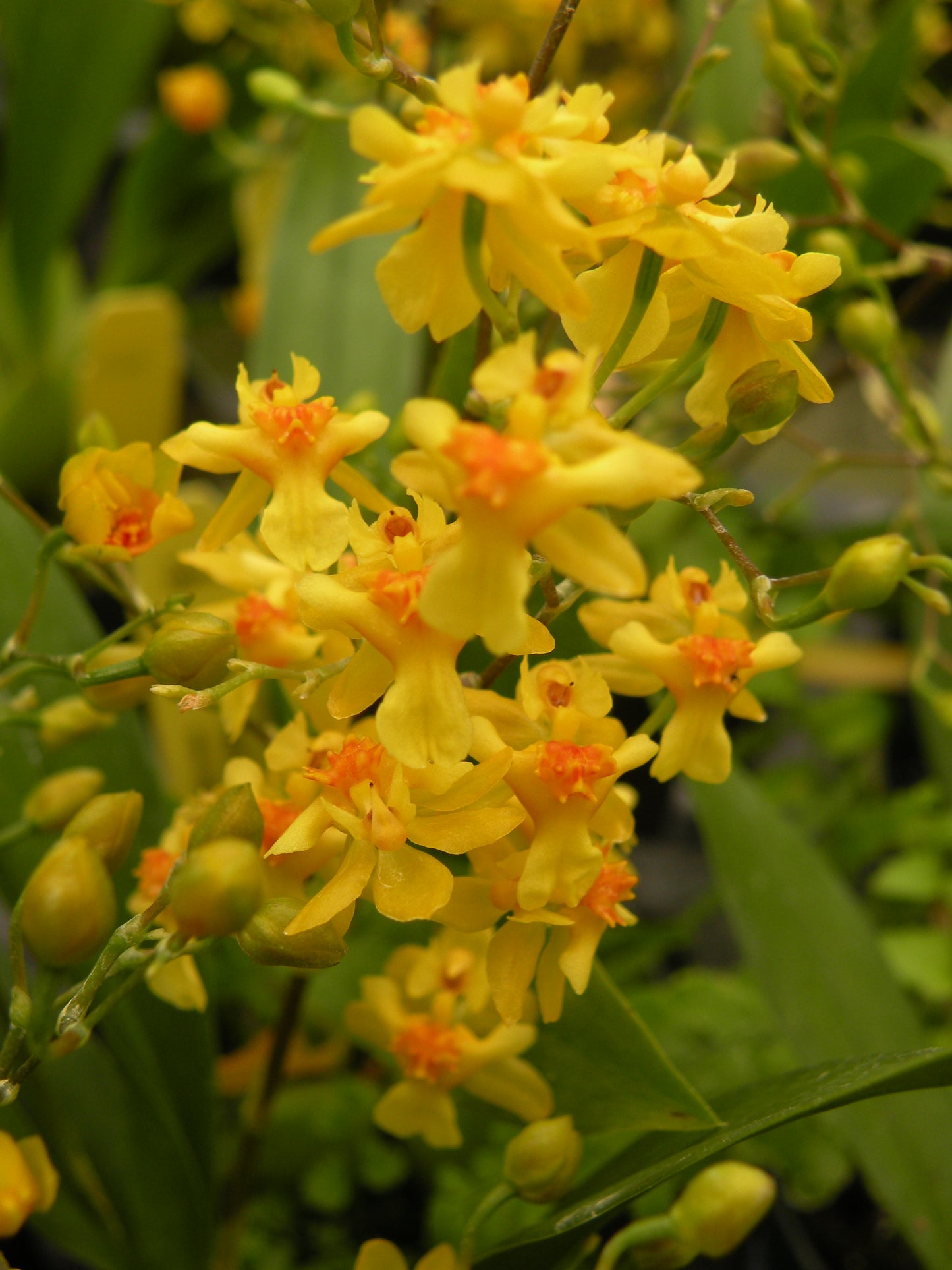 Onc. Twinkles Yellow form