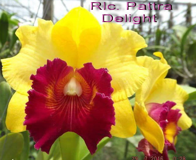 Rlc. Patra Delight 2" pots