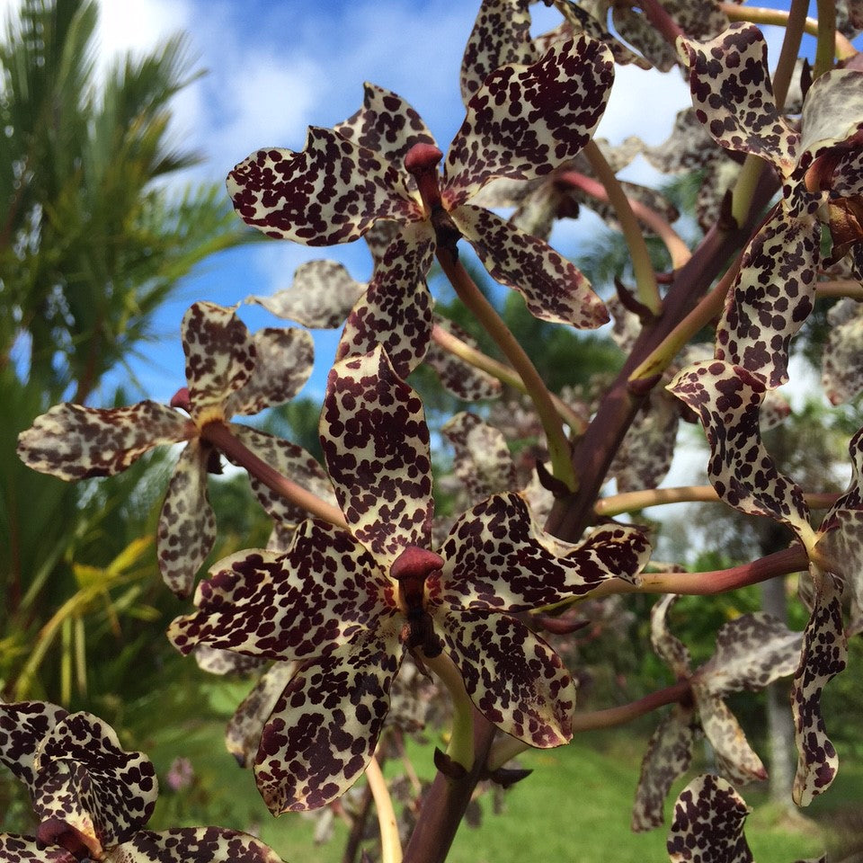 Species Orchids