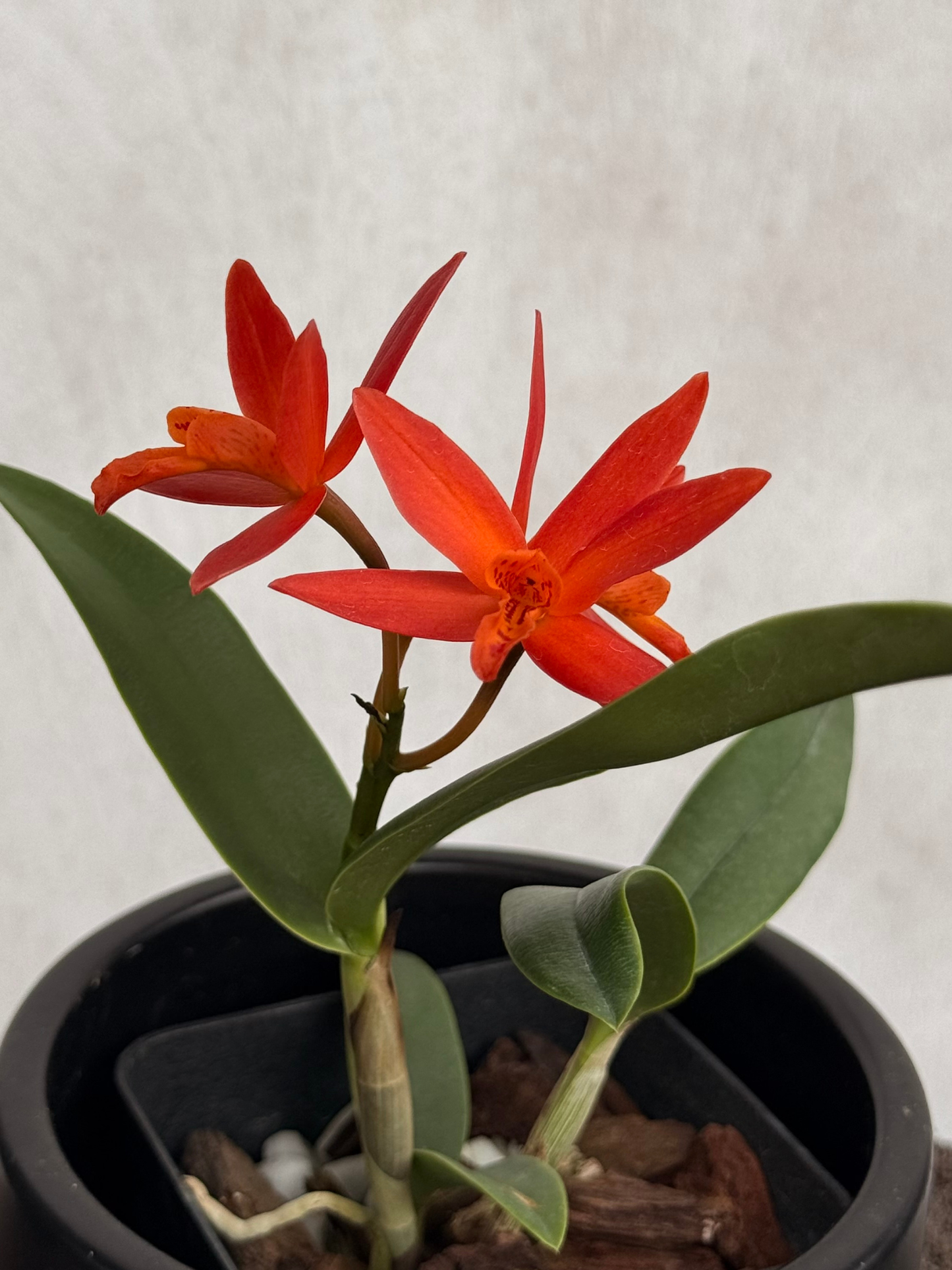 C. Harmill 'Orange Glow' x Ctna. Why Not