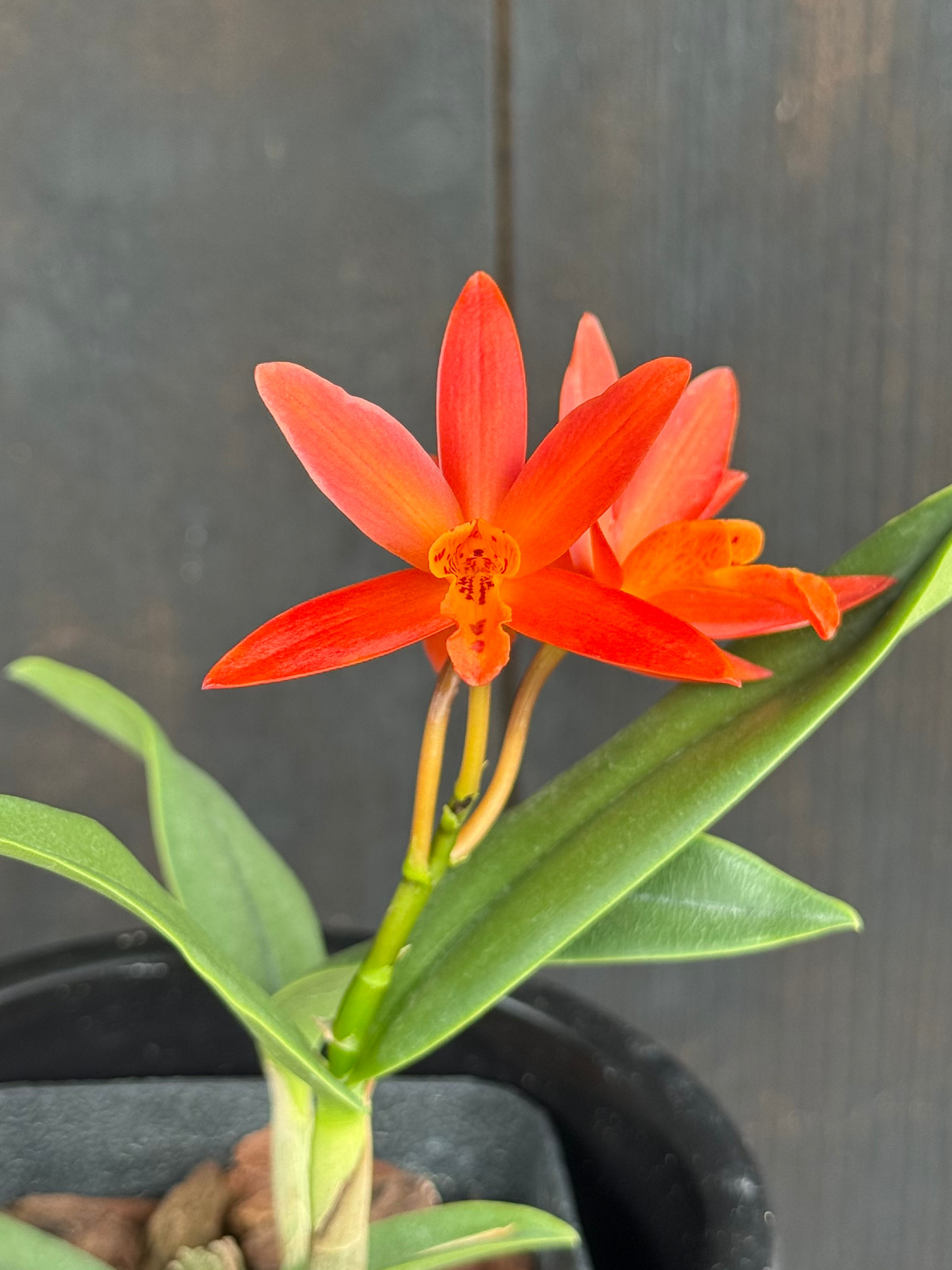 C. Harmill 'Orange Glow' x Ctna. Why Not