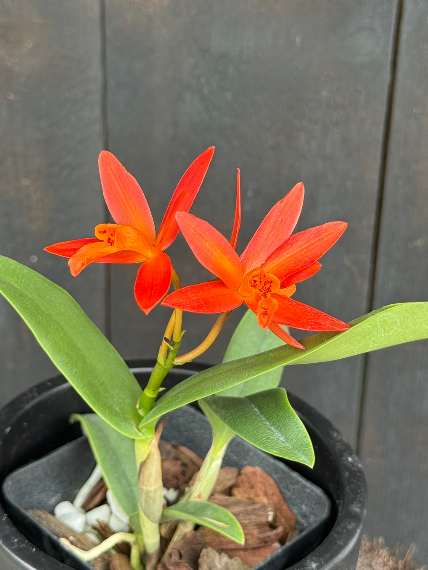 C. Harmill 'Orange Glow' x Ctna. Why Not