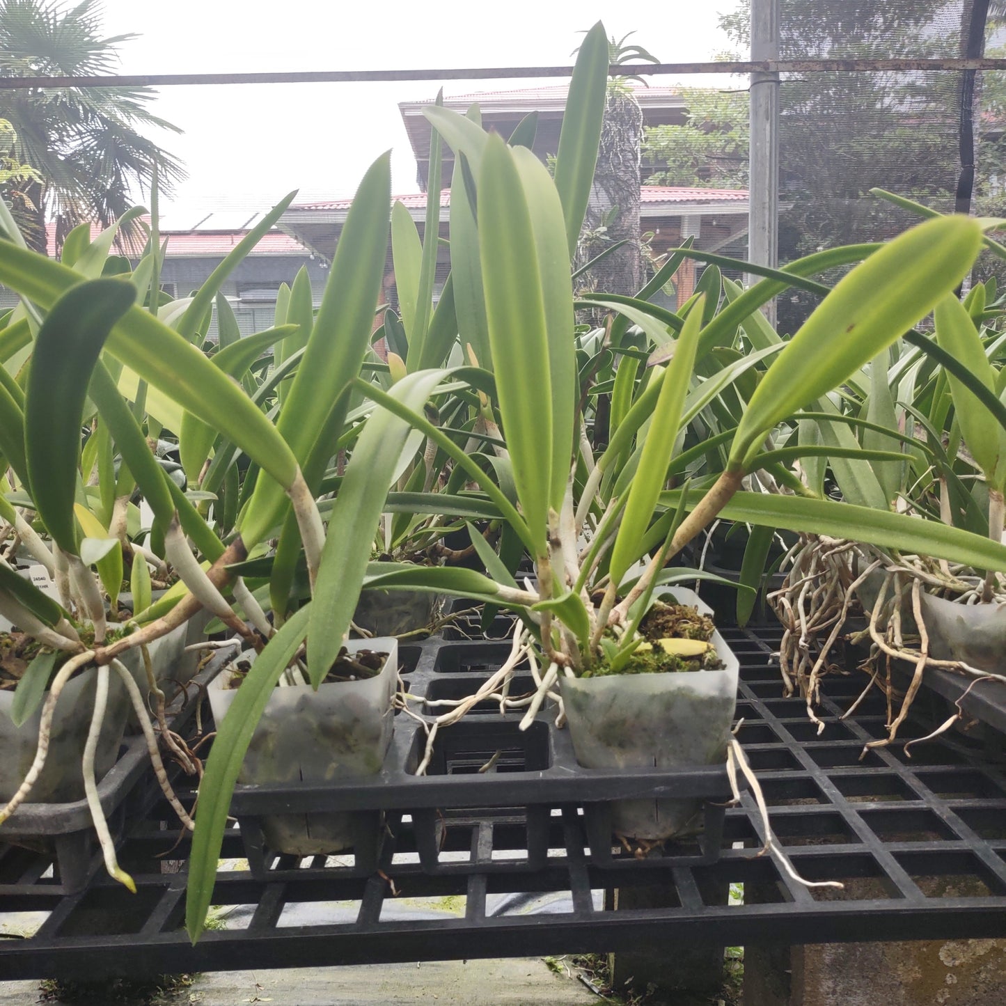 Brassocattleya (Bc.) Morning Glory