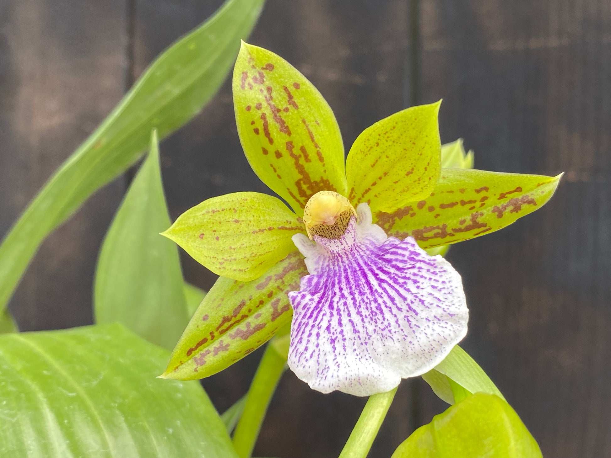 jade orchid plant Zygopetalum Sweet Jade 'Sweet Cheyenne' – Kalapana Orchid Farm
