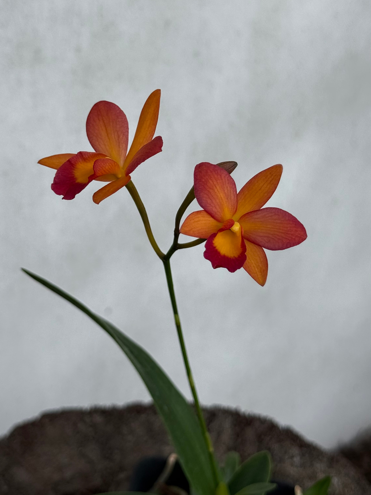 C. Harmill 'Orange Glow' x Ctna. Why Not