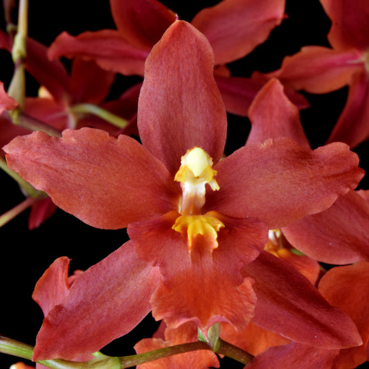 Red oncidium flower potted orchid plant Hawaii