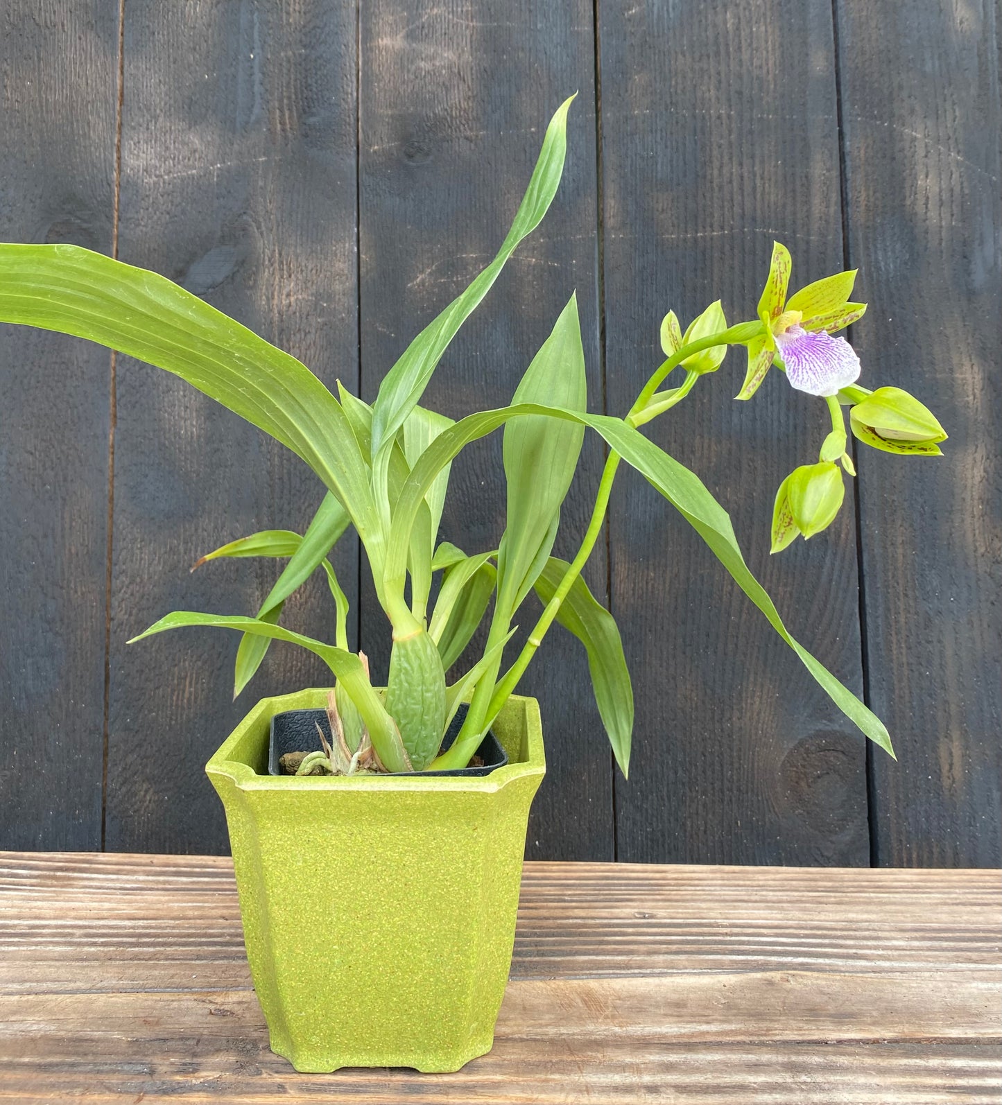 Zygopetalum Sweet Jade 'Sweet Cheyenne'
