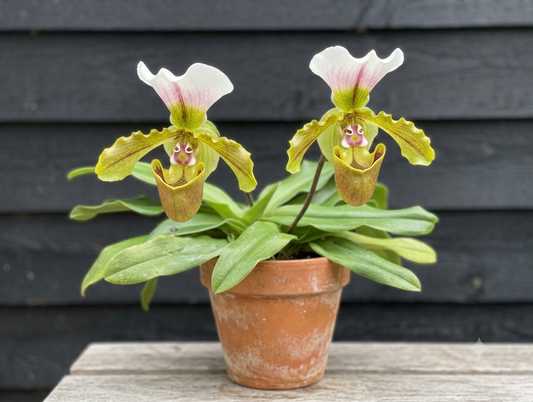 Paph. spicerianum x sib (3" Blooming Size - not in flower)