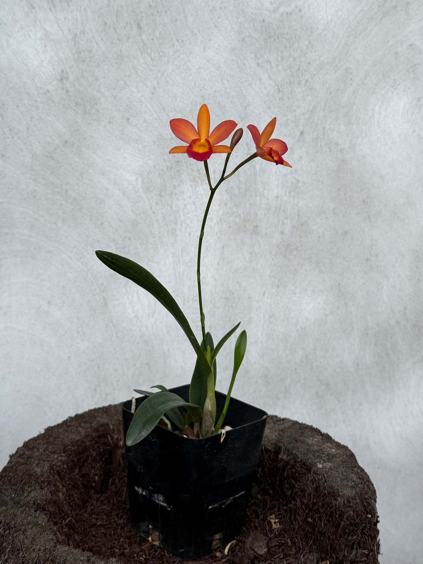 C. Harmill 'Orange Glow' x Ctna. Why Not